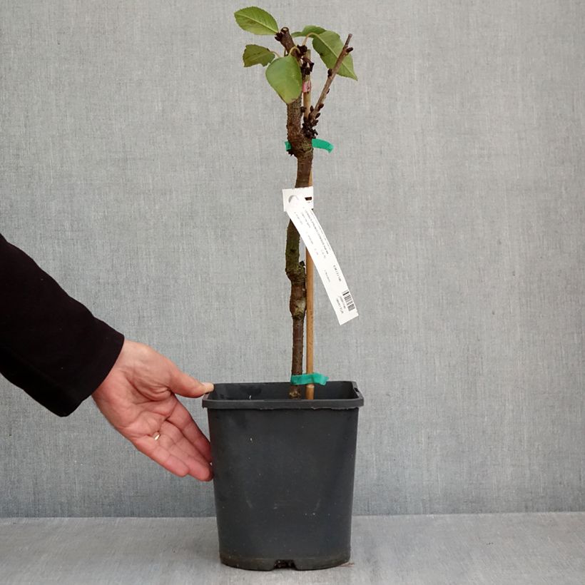 Spécimen de Cerisier nain Fruit me Cherry Me Lapins Pot de 4L/5L, Nain tel que livré en automne