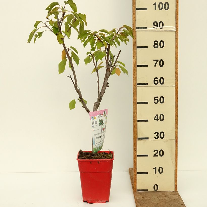 Spécimen de Cerisier nain Garden Bing Pot de 6L/7L, 1/4 de tige, Tige de 40 cm tel que livré en automne