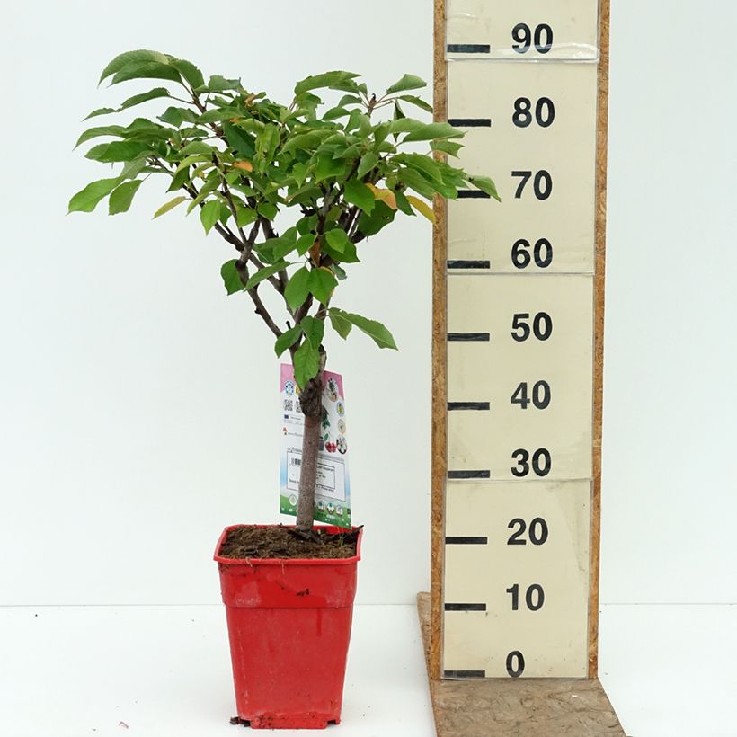 Spécimen de Cerisier nain Garden Bing Pot de 6L/7L, 1/4 de tige, Tige de 40 cm tel que livré en été
