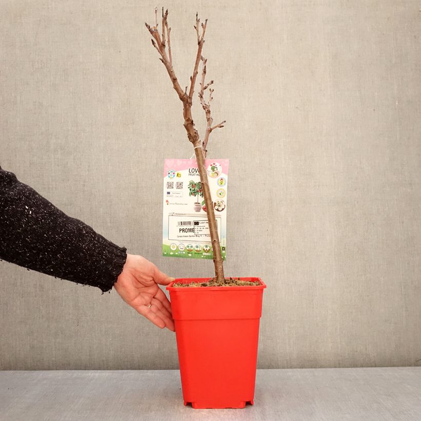 Amostra de Cerejeira anã Garden Bing - Prunus avium Vaso de 6 L/7 L, 1/4 de haste tal como entregue no inverno
