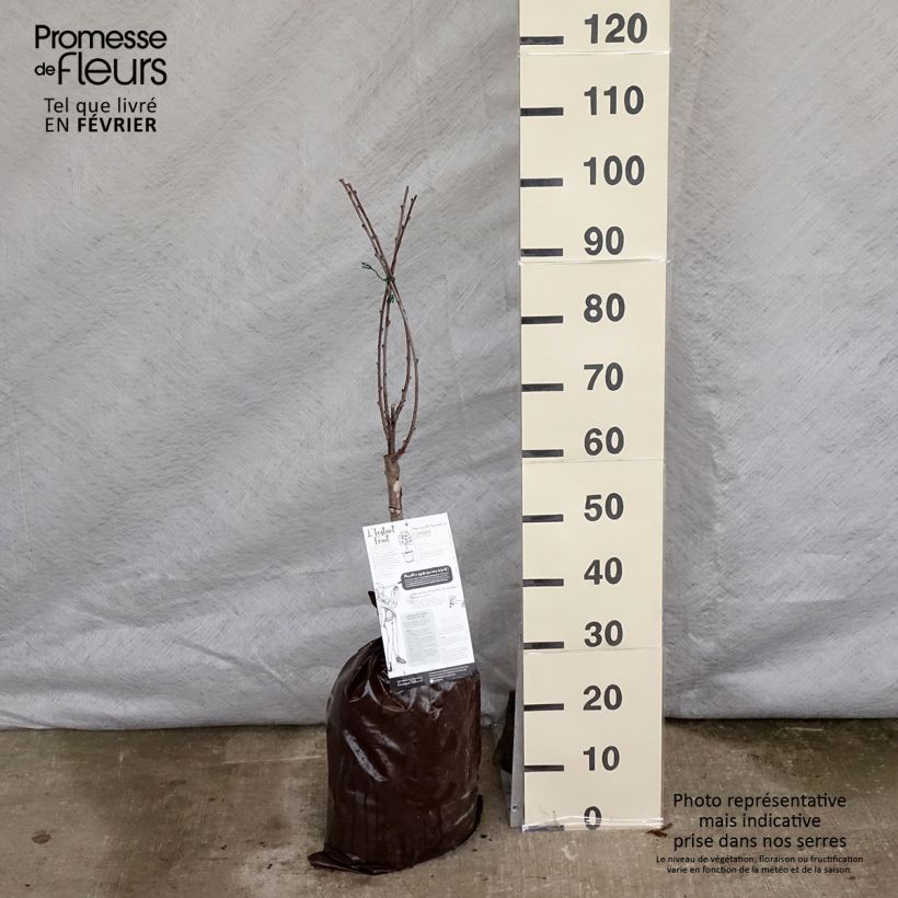 Spécimen de Cerisier nain Griotella - Georges Delbard Motte Prêt-à-planter 1/4 de tige tel que livré en hiver