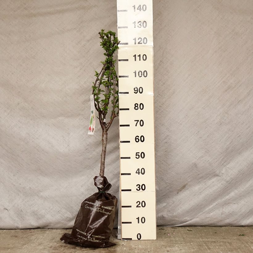 Spécimen de Cerisier nain Maynard - Prunus cerasus Motte "Prêt-à-planter", 1/4 de tige tel que livré au printemps