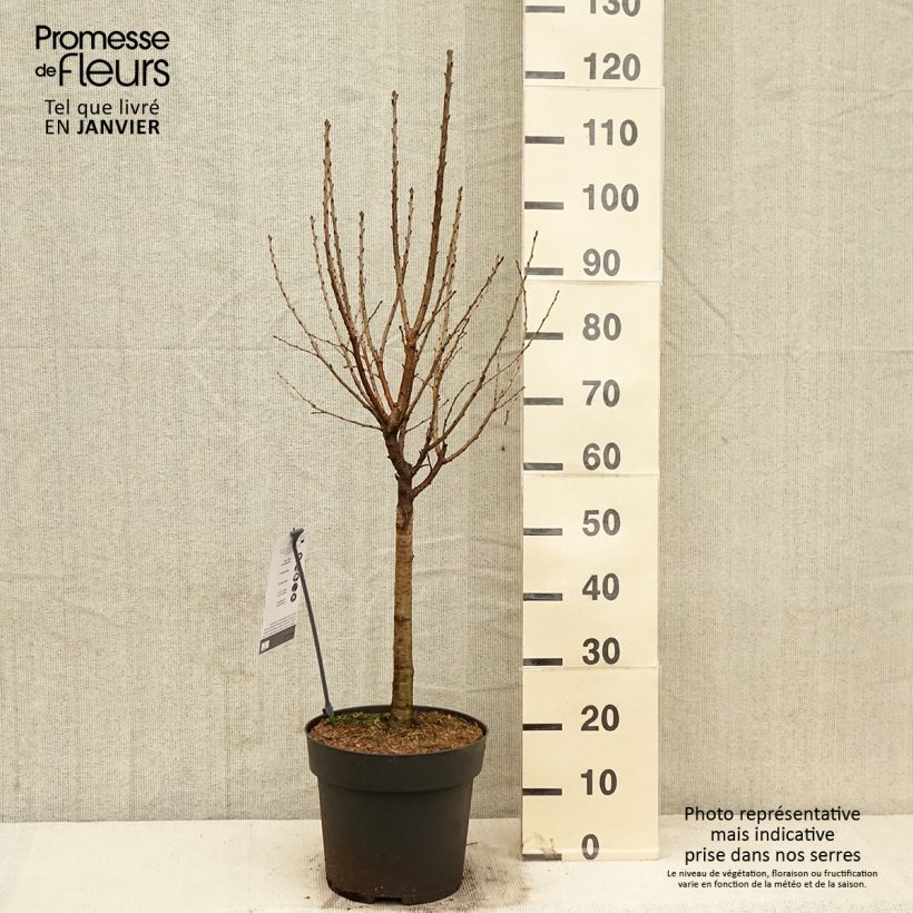 Spécimen de Cerisier nain Piemont Pot de 7,5L/10L, Tige de 30 cm tel que livré en hiver