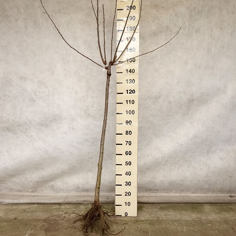 Spécimen de Cerisier Allegria Delbard - Prunus cerasus  Racines nues, Demi-Tige tel que livré en automne
