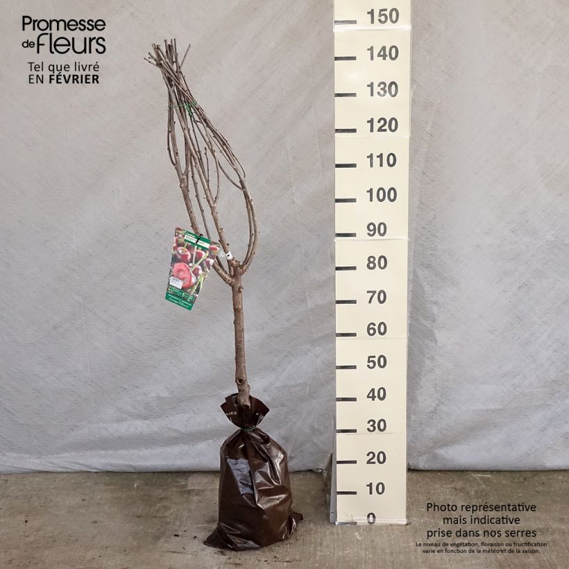 Spécimen de Cerisier Allegria Delbard - Prunus cerasus  Motte "Prêt-à-planter", Gobelet tel que livré en hiver