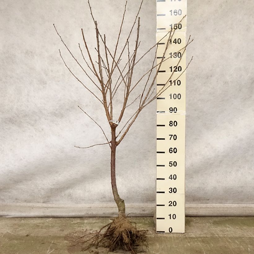 Spécimen de Cerisier Allegria Delbard - Prunus cerasus  Racines nues, Gobelet tel que livré en automne