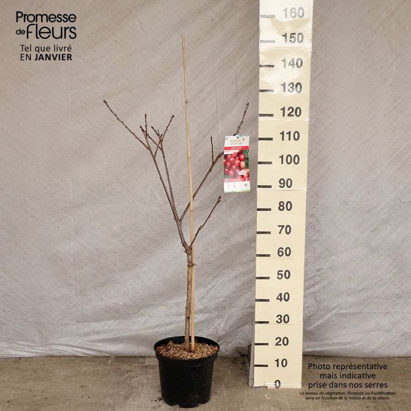 Spécimen de Cerisier Rainier - Prunus cerasus Pot de 7,5L/10L, Gobelet tel que livré en hiver