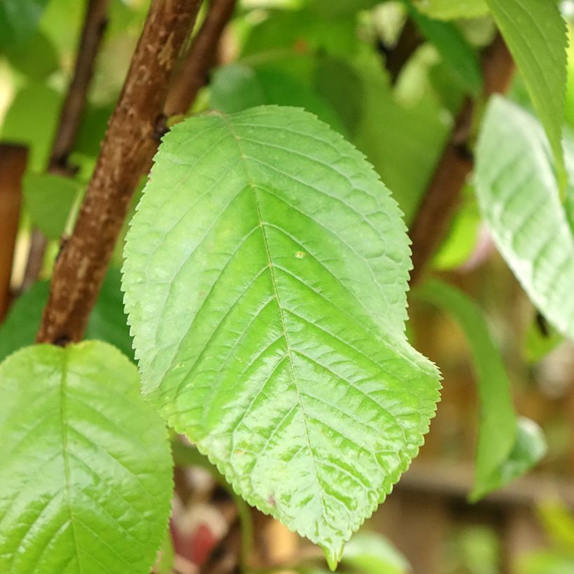 Cerisier Schneiders Späte Knorpelkirsche - Prunus avium (Feuillage)