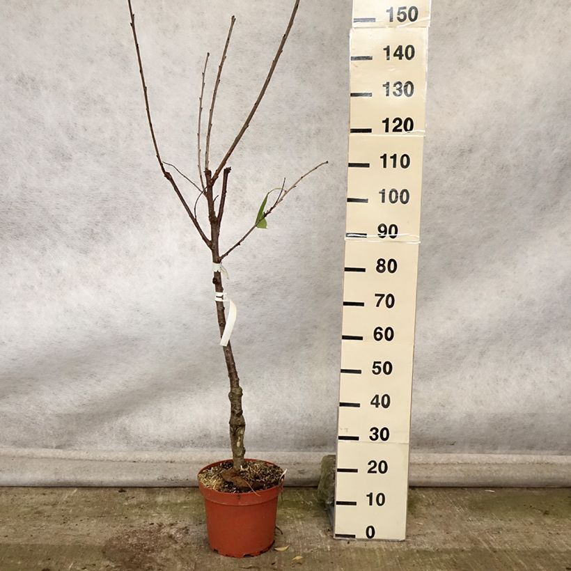 Spécimen de Cerisier Schneiders Späte Knorpelkirsche - Prunus avium  Pot de 7,5L/10L, Gobelet tel que livré en automne