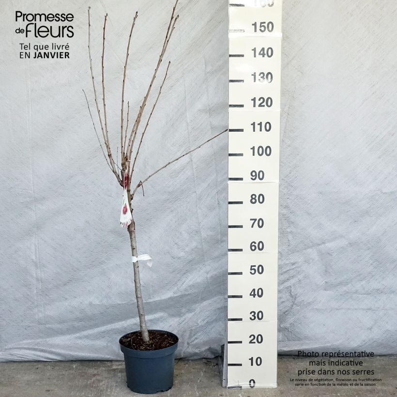 Spécimen de Cerisier Schneiders Späte Knorpelkirsche - Prunus avium  Pot de 7,5L/10L, Gobelet tel que livré en hiver