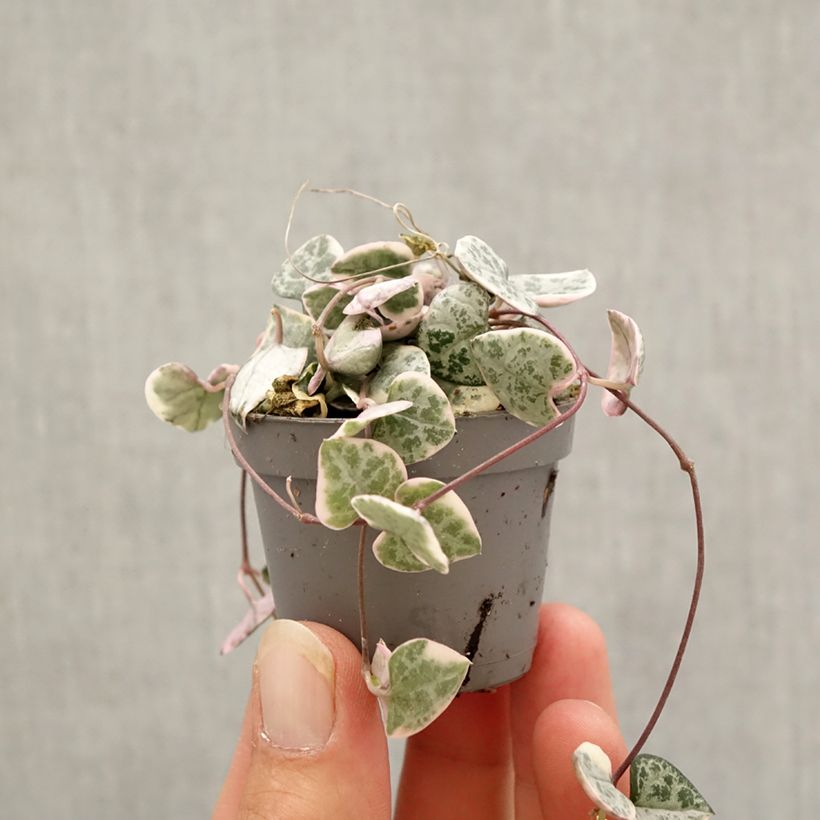Spécimen de Ceropegia woodii Variegata - Chaîne des coeurs Mini-plante tel que livré en automne