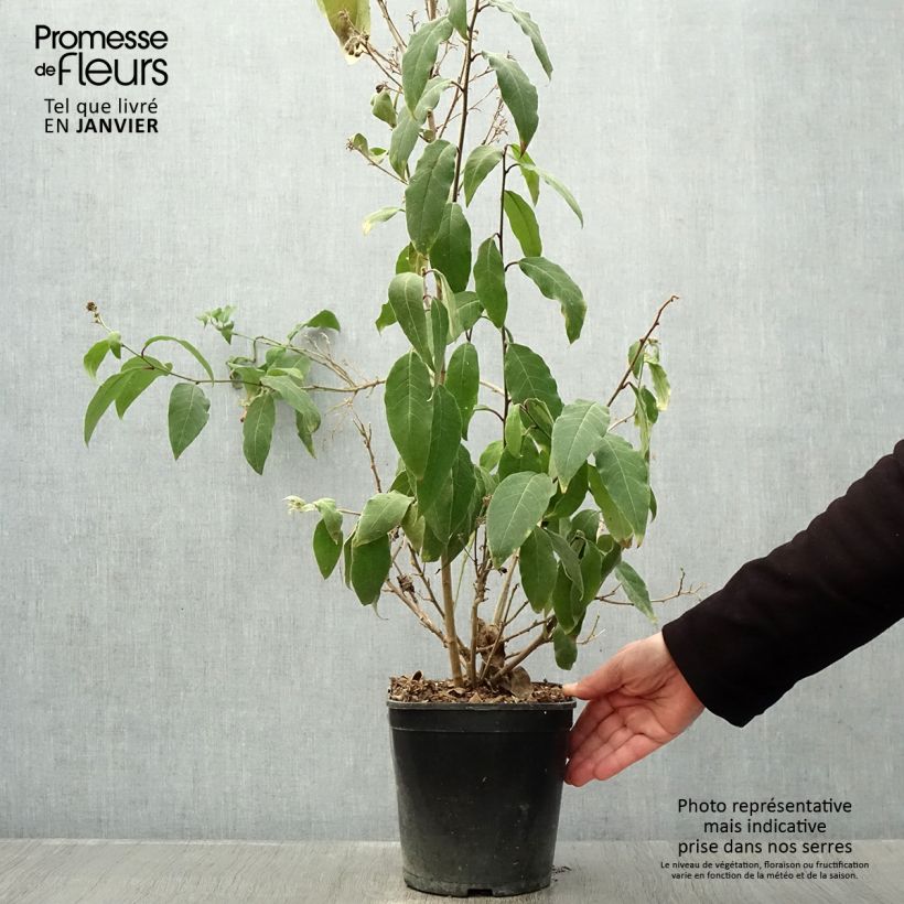 Spécimen de Cestrum elegans (purpureum) Rubrum  Pot de 4L/5L tel que livré en hiver