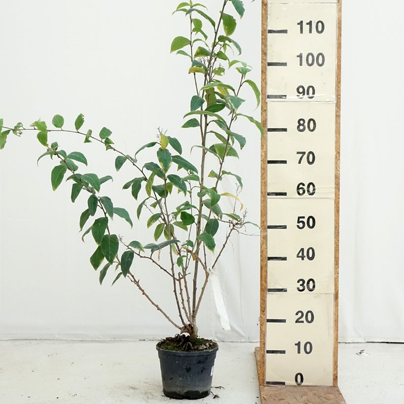 Spécimen de Cestrum fasciculatum Newellii - Cestreau rouge du Mexique Pot de 3L/4L tel que livré en automne