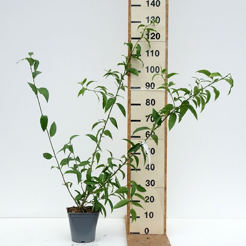 Spécimen de Cestrum nocturnum - Galant de nuit, Cestreau nocturne Pot de 3L/4L tel que livré en automne