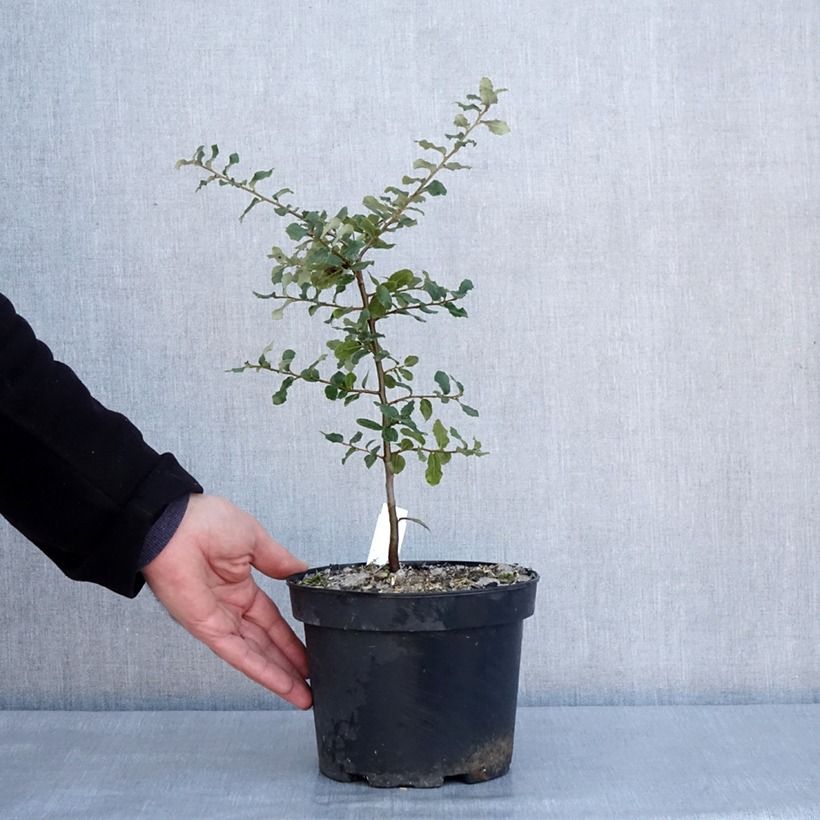 Spécimen de Chêne liège - Quercus suber Pot de 3L/4L tel que livré en hiver