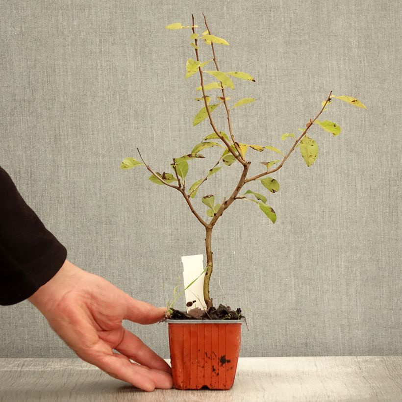 Spécimen de Chaenomeles superba Nicoline - Chaenomeles superba Godet de 8/9 cm tel que livré en automne