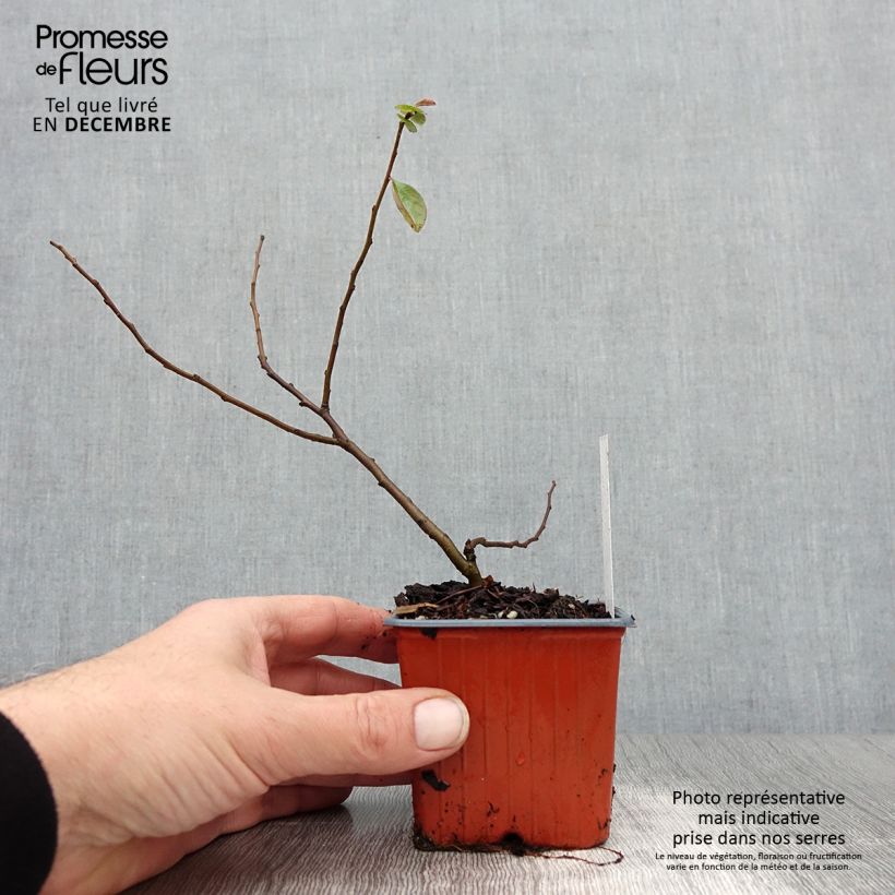Spécimen de Chaenomeles superba Nicoline - Chaenomeles superba Godet de 8/9 cm tel que livré en hiver