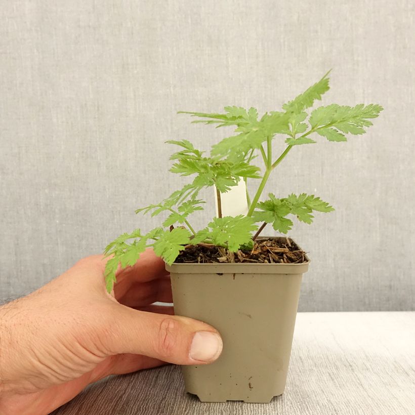 Spécimen de Chaerophyllum hirsutum Roseum - Cerfeuil hirsute Godet de 8/9 cm tel que livré en automne