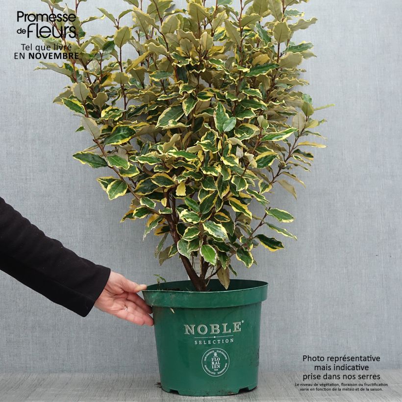 Spécimen de Elaeagnus x ebbingei Viveleg - Chalef Pot de 7,5L/10L tel que livré en automne