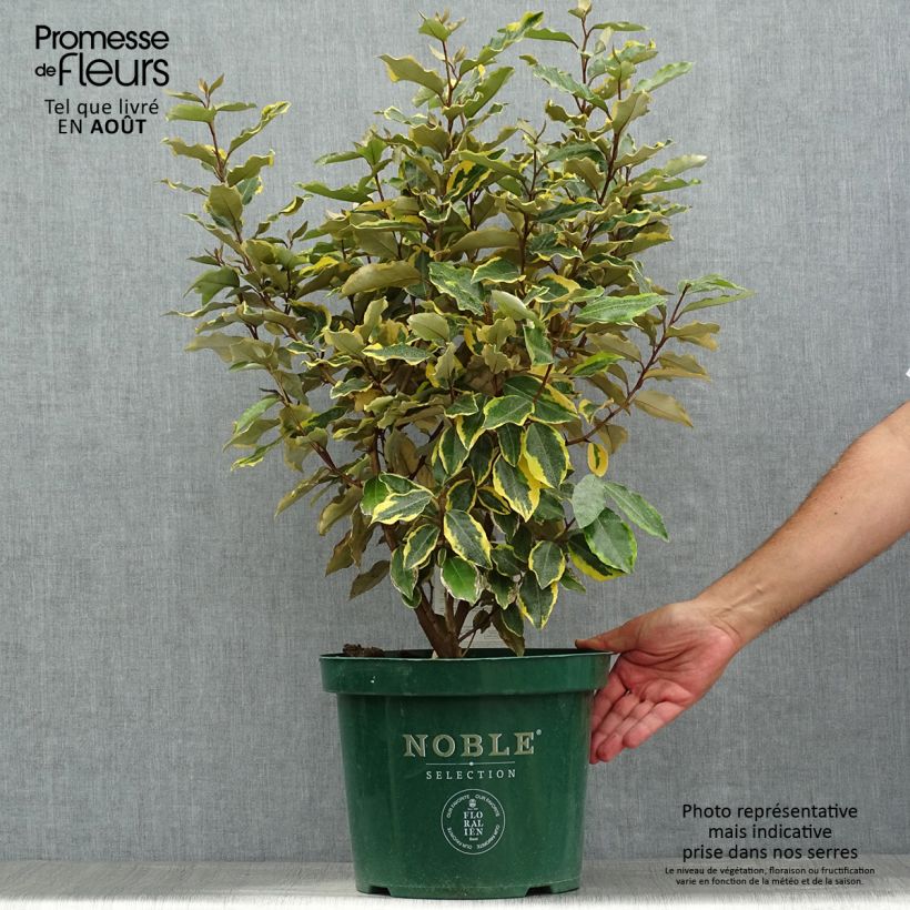 Spécimen de Elaeagnus x ebbingei Viveleg - Chalef Pot de 7,5L/10L tel que livré en été