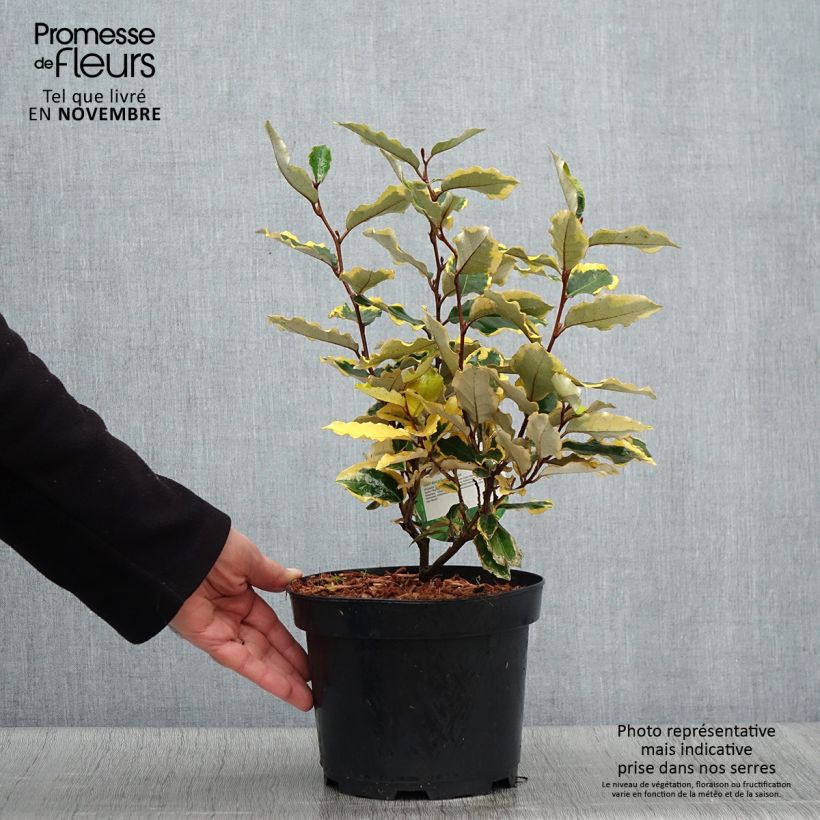 Spécimen de Elaeagnus x ebbingei Viveleg - Chalef Pot de 3L/4L tel que livré en automne