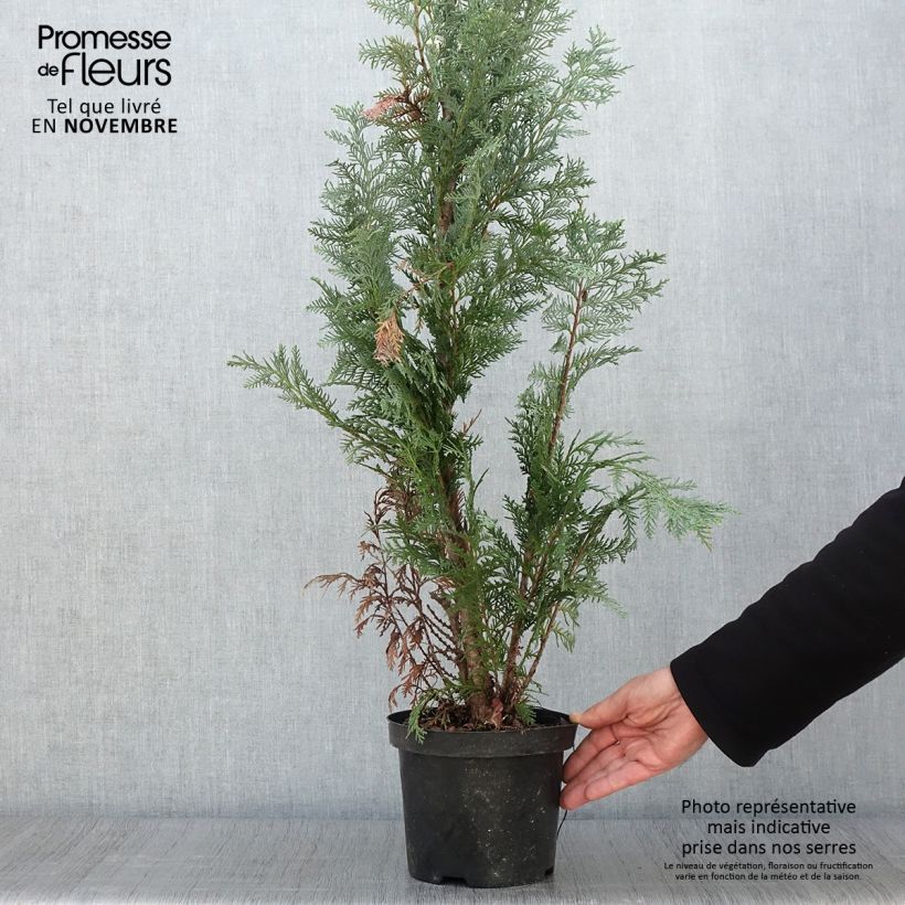 Spécimen de Chamaecyparis lawsoniana Alumii - Cyprès de Lawson Pot de 3L/4L tel que livré en automne