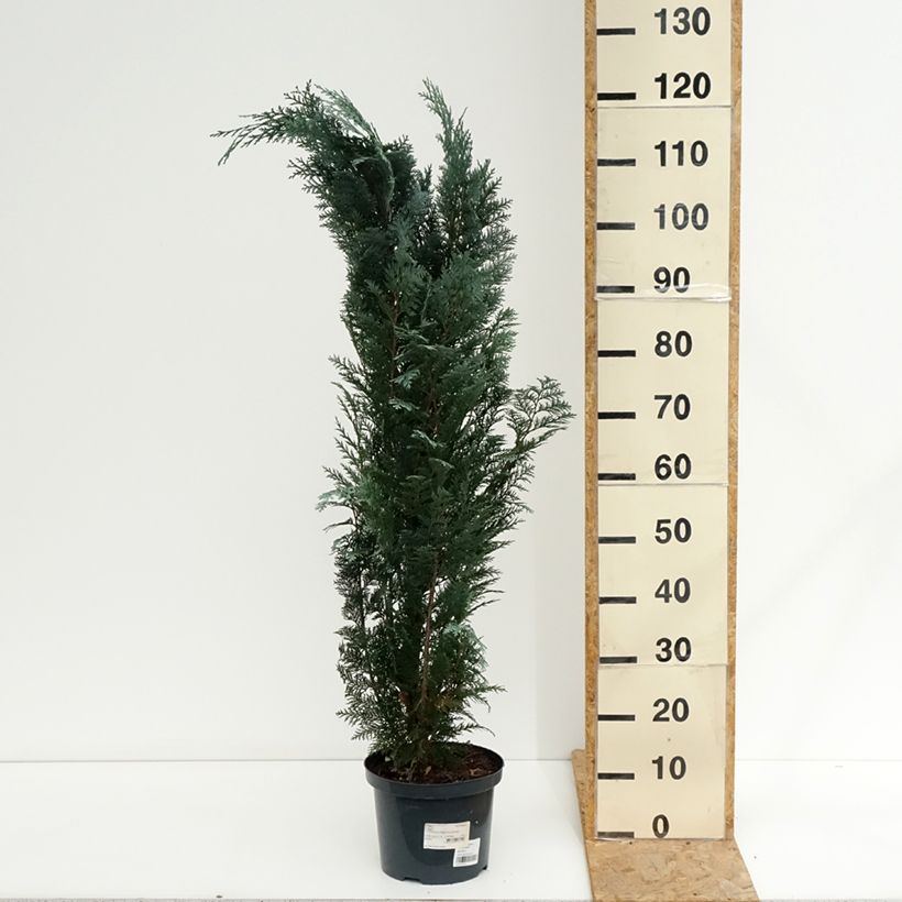 Spécimen de Chamaecyparis lawsoniana Columnaris - Cyprès de Lawson Pot de 4L/5L tel que livré en été
