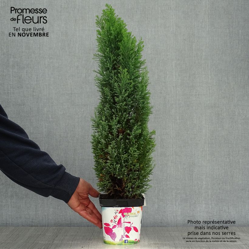 Spécimen de Chamaecyparis lawsoniana Elwoodii - Cyprès de Lawson  Pot de 2L/3L tel que livré en automne