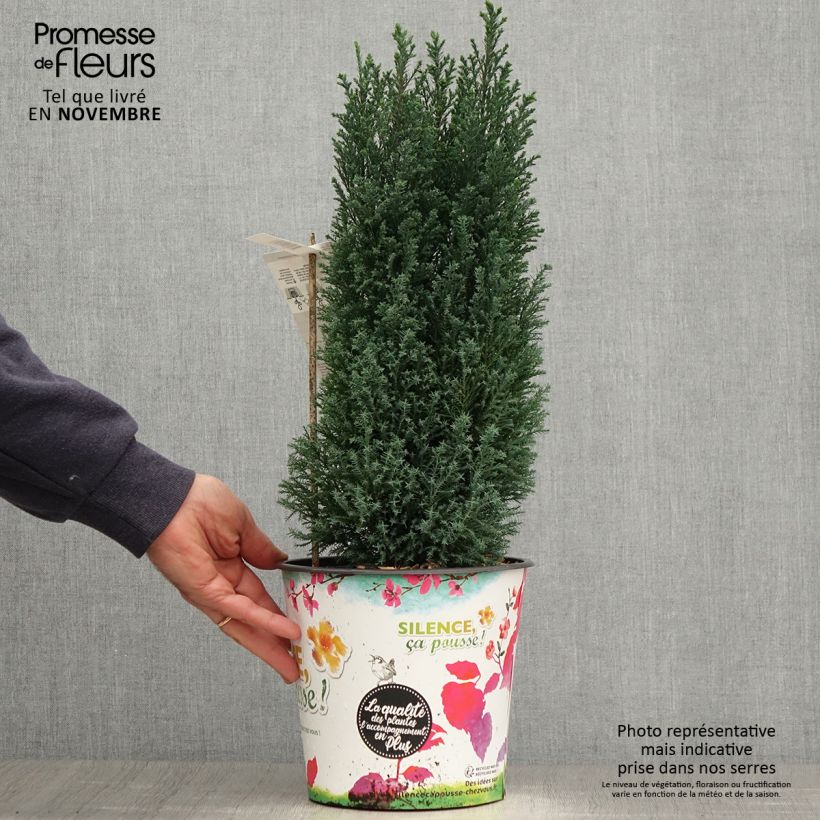 Spécimen de Chamaecyparis lawsoniana Elwoodii - Cyprès de Lawson  Pot de 4L/5L tel que livré en automne