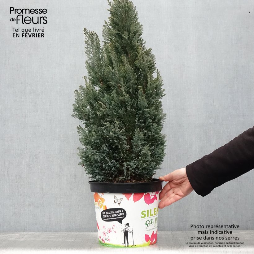 Spécimen de Chamaecyparis lawsoniana Elwoodii - Cyprès de Lawson  Pot de 7,5L/10L tel que livré en hiver
