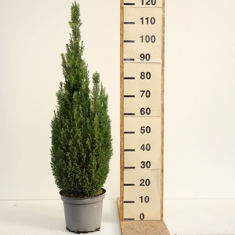 Spécimen de Chamaecyparis lawsoniana Elwoodii - Cyprès de Lawson  Pot de 7,5L/10L tel que livré en été