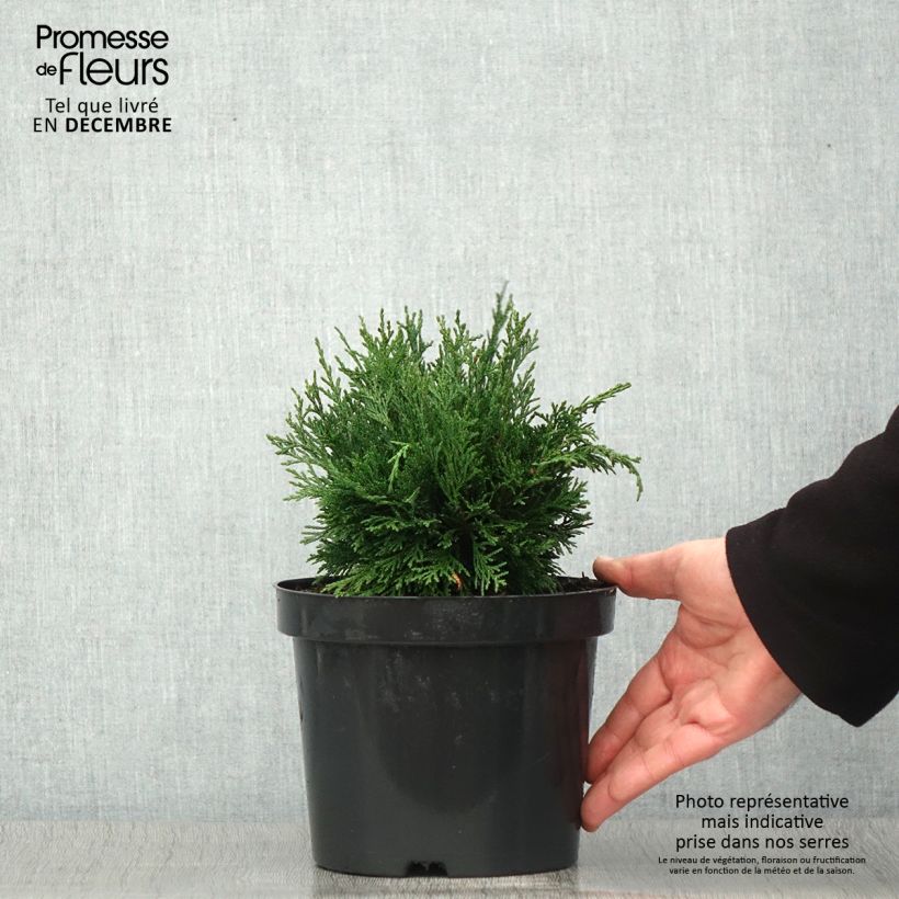 Spécimen de Chamaecyparis lawsoniana Green Globe - Cyprès de Lawson nain            Pot de 2L/3L tel que livré en automne