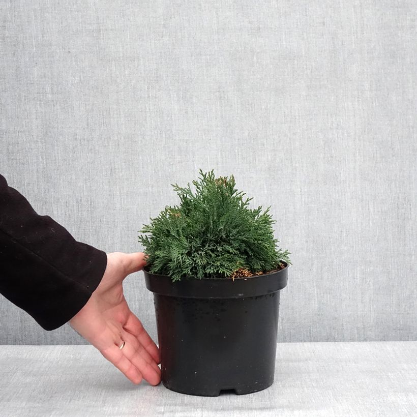 Spécimen de Chamaecyparis lawsoniana Green Globe - Cyprès de Lawson nain            Pot de 2L/3L tel que livré en hiver