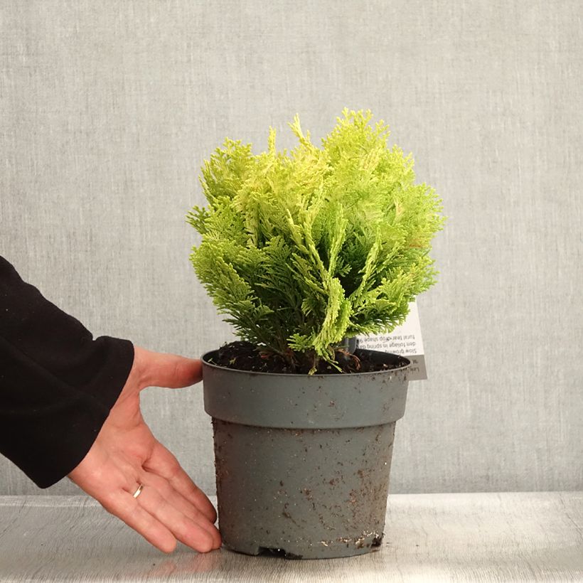 Spécimen de Chamaecyparis lawsoniana Minima Aurea - Cyprès de Lawson nain Pot de 2L/3L tel que livré en automne