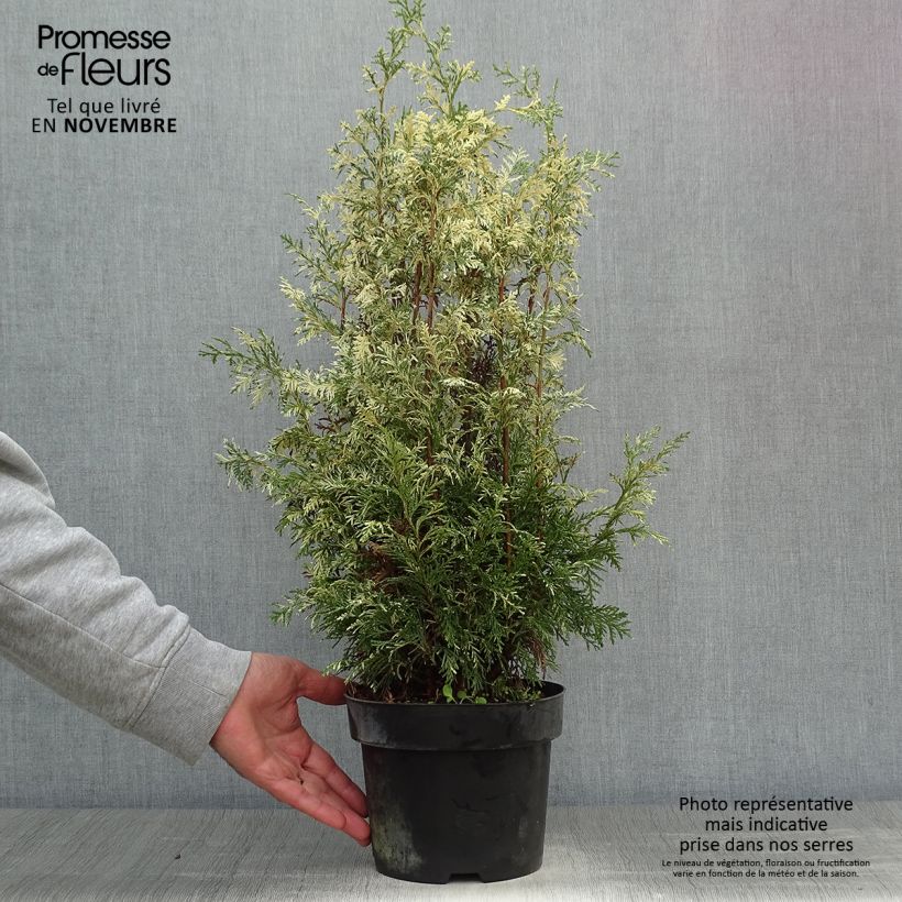 Spécimen de Chamaecyparis lawsoniana Pearly Swirls - Cyprès de Lawson Pot de 2L/3L tel que livré en automne