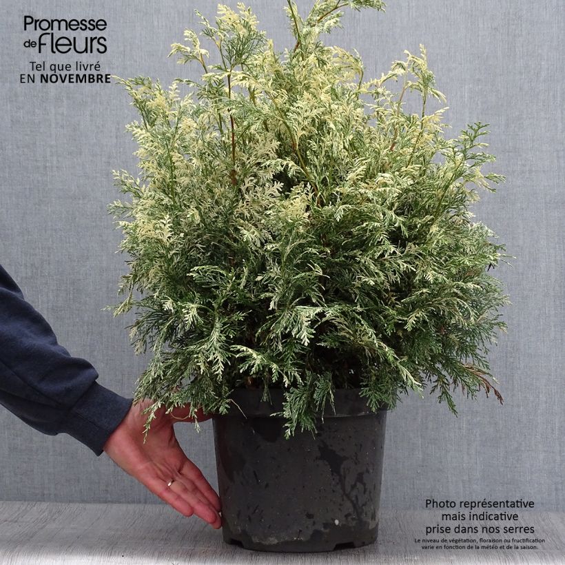 Spécimen de Chamaecyparis lawsoniana Pearly Swirls - Cyprès de Lawson Pot de 7,5L/10L tel que livré en automne