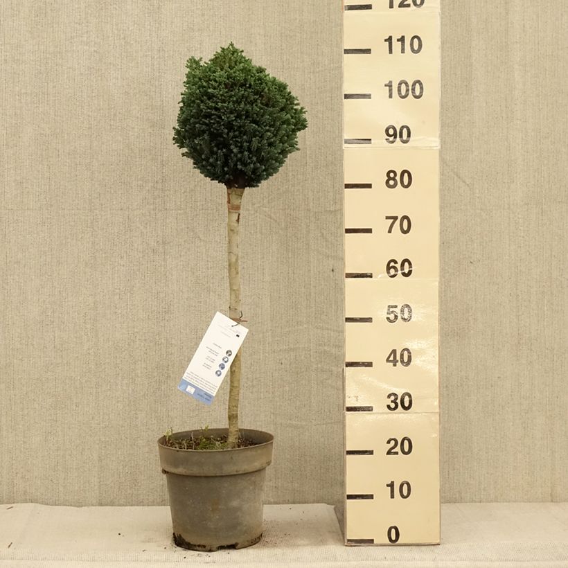 Spécimen de Chamaecyparis lawsoniana Rimpelaar - Cyprès de Lawson nain Pot de 7,5L/10L, Tige de 60 cm tel que livré en automne