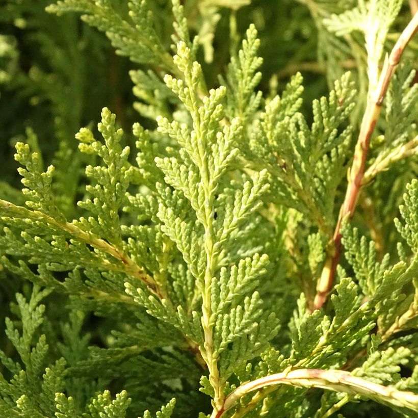 Chamaecyparis lawsoniana Sunkist - Cyprès de Lawson nain (Feuillage)