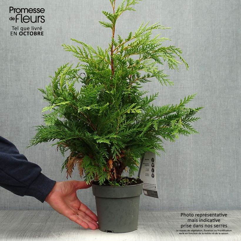 Spécimen de Chamaecyparis lawsoniana Sunkist - Cyprès de Lawson nain Pot de 2L/3L tel que livré en automne