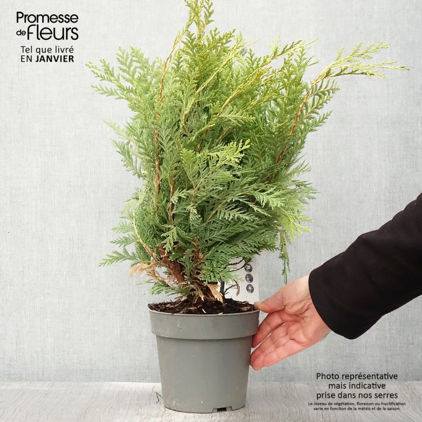 Spécimen de Chamaecyparis lawsoniana Sunkist - Cyprès de Lawson nain Pot de 2L/3L tel que livré en hiver