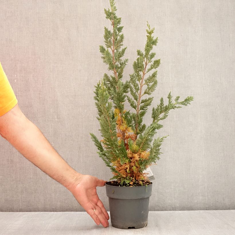 Spécimen de Chamaecyparis lawsoniana Wissel's Saguaro - Cyprès de Lawson Pot de 2L/3L tel que livré en été