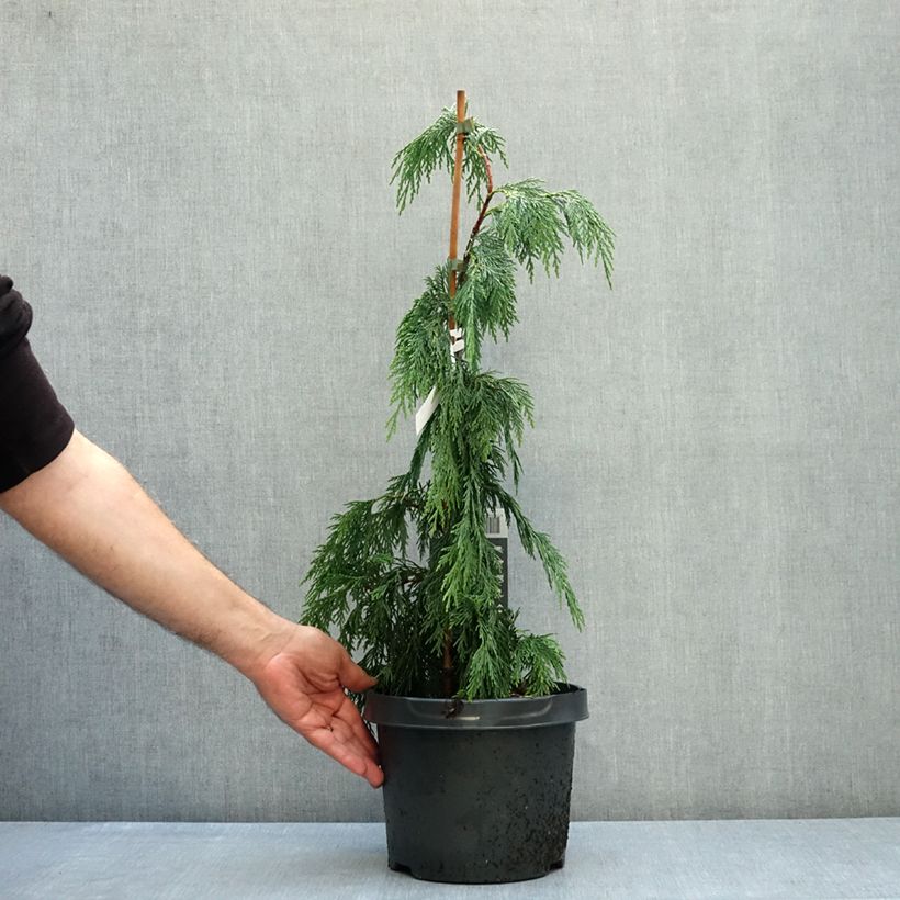 Spécimen de Chamaecyparis nootkatensis Pendula - Cyprès de Nootka pleureur Pot de 4L/5L tel que livré en automne