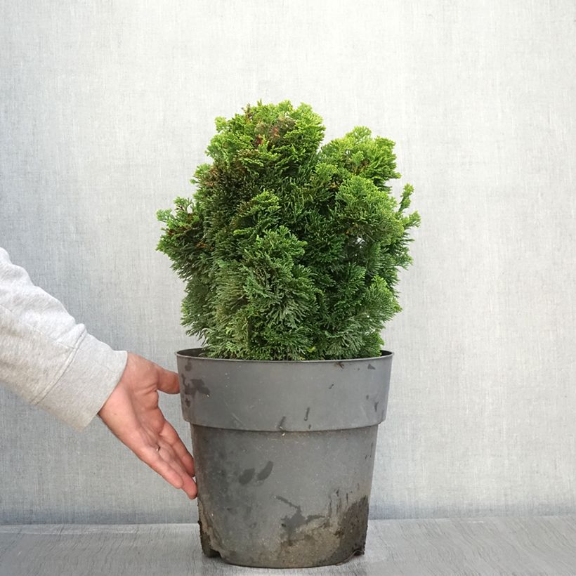 Spécimen de Chamaecyparis obtusa Aurea - Faux cyprès hinoki du Japon                      Pot de 12L/15L, Tige de 60 cm tel que livré en automne