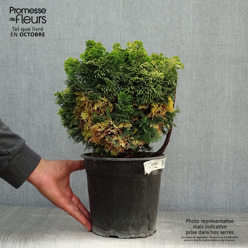 Spécimen de Chamaecyparis obtusa Aurora - Faux cyprès hinoki du Japon nain Pot de 4L/5L tel que livré en automne
