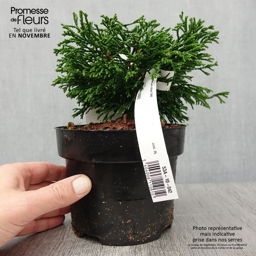 Spécimen de Chamaecyparis obtusa Gitte - Faux cyprès hinoki du Japon nain                     Pot de 2L/3L tel que livré en automne