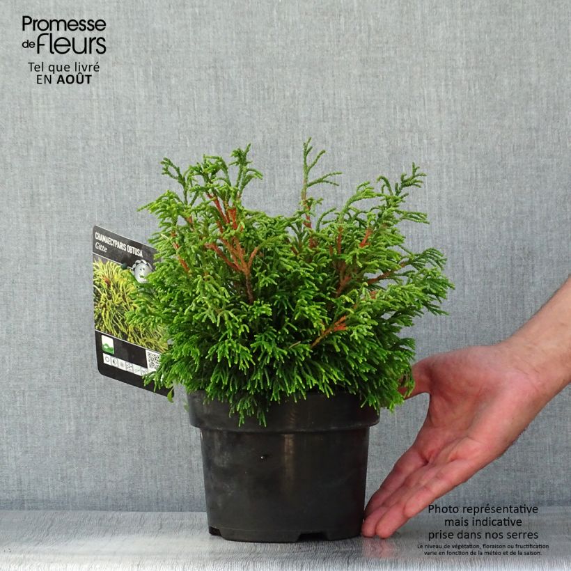 Spécimen de Chamaecyparis obtusa Gitte - Faux cyprès hinoki du Japon nain                     Pot de 2L/3L tel que livré en été