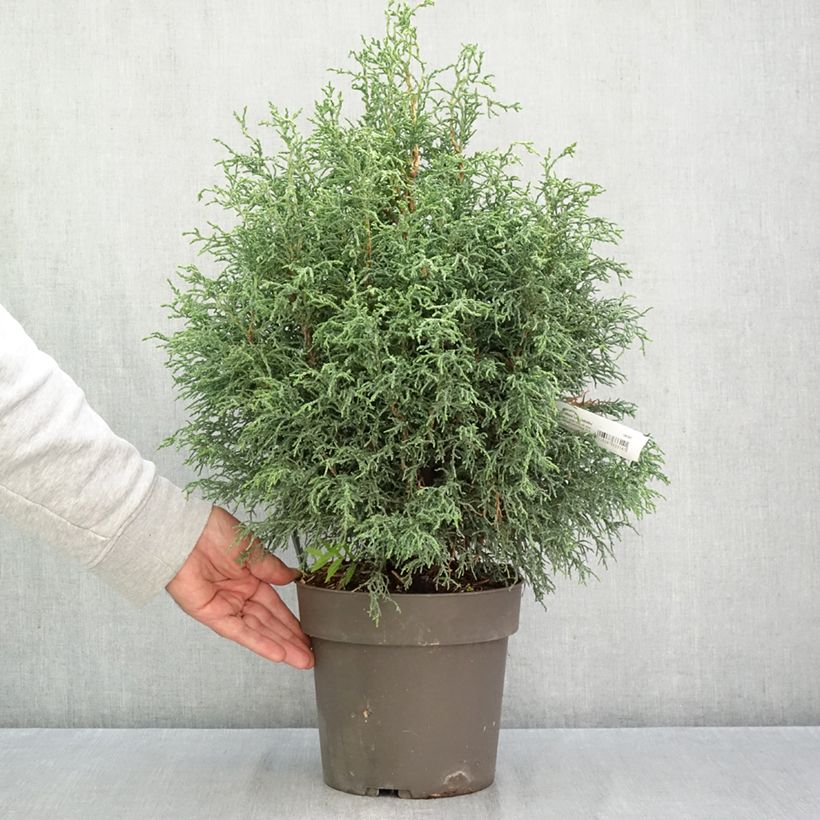 Spécimen de Chamaecyparis obtusa Lycopodioides - Faux cyprès hinoki du Japon Pot de 4L/5L tel que livré en automne