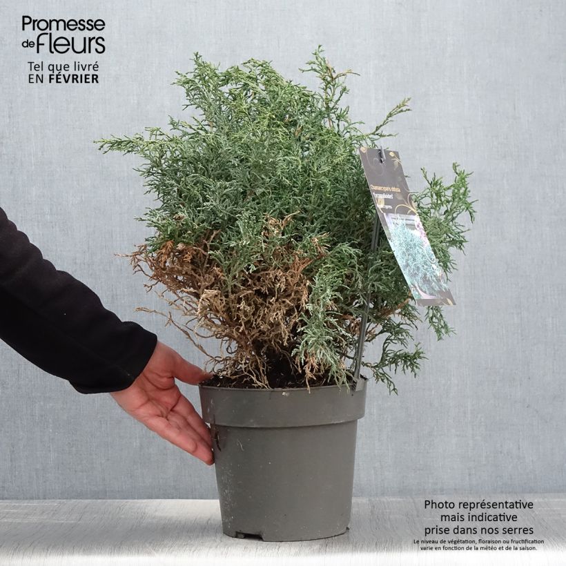 Spécimen de Chamaecyparis obtusa Lycopodioides - Faux cyprès hinoki du Japon Pot de 4L/5L tel que livré en hiver
