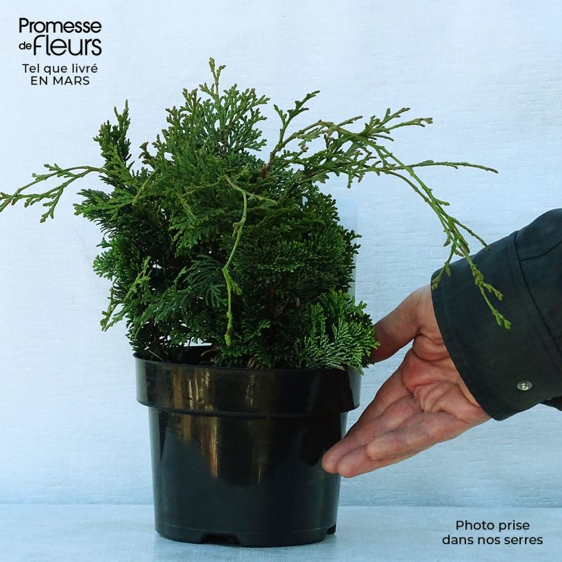 Spécimen de Chamaecyparis obtusa Nana Gracilis - Faux cyprès du Japon               Pot de 2L/3L tel que livré au printemps