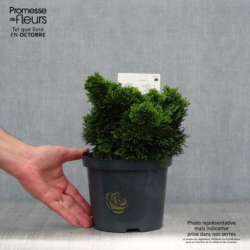 Spécimen de Chamaecyparis obtusa Nana Gracilis - Faux cyprès du Japon               Pot de 2L/3L tel que livré en automne